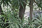 Podocarpus chinensis var chinensis
