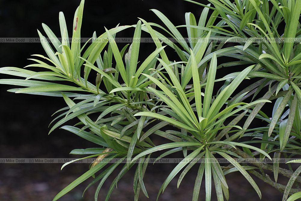 Podocarpus elatus