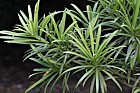 Podocarpus elatus