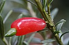 Podocarpus nivalis Alpine totara