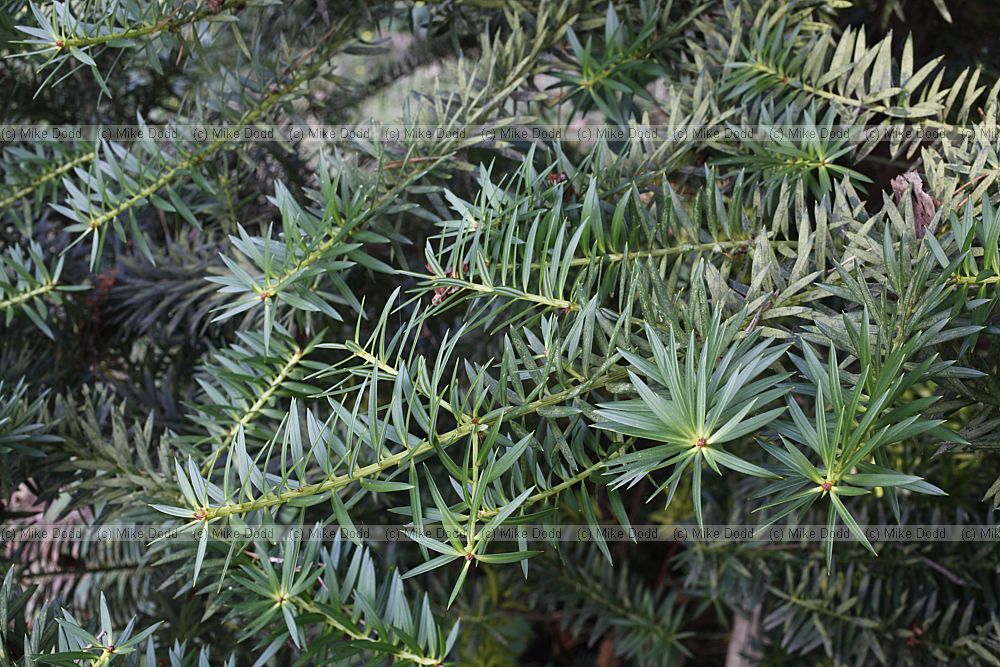 Podocarpus nubigenus