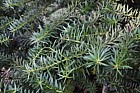 Podocarpus nubigenus