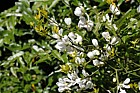 Poncirus trifoliata Trifoliate Orange