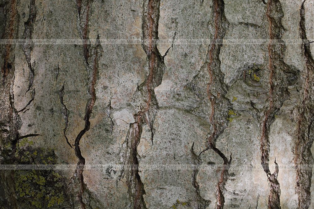 Populus adenopoda