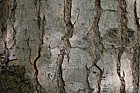 Populus adenopoda