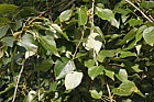 Populus adenopoda