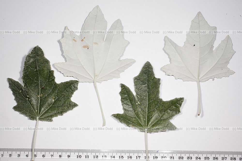 Populus alba White Poplar