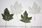 Populus alba White Poplar