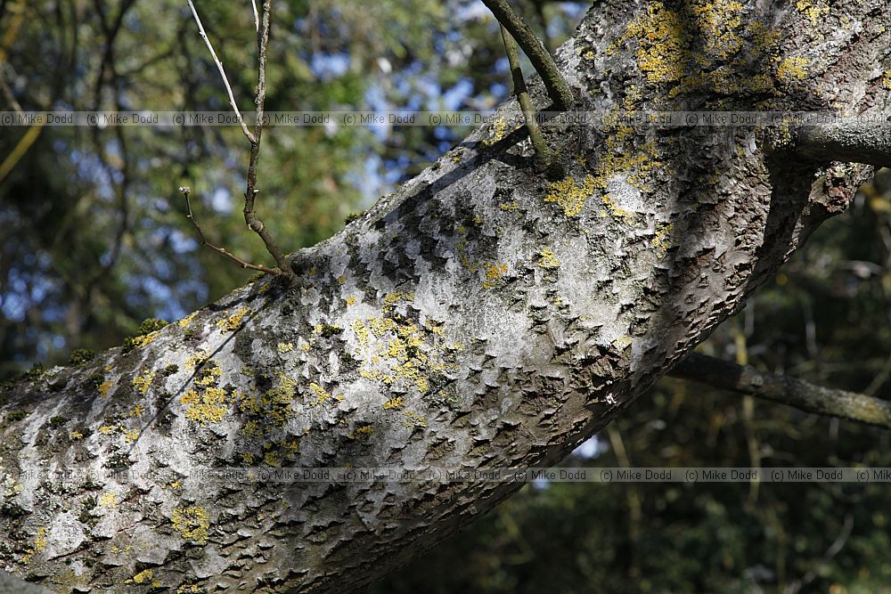 Populus alba White Poplar
