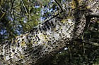 Populus alba White Poplar