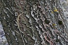 Populus alba White Poplar (need to check when leaves come out)