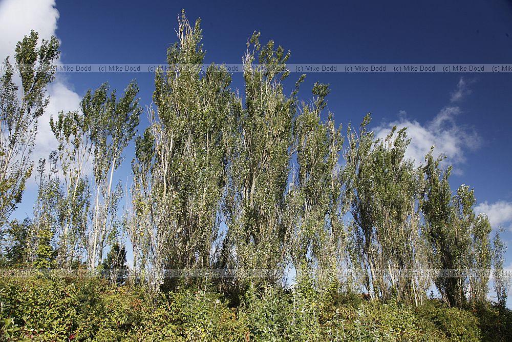 Populus alba 'Pyramidalis' Bolle's Poplar (?)