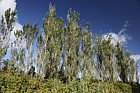 Populus alba 'Pyramidalis' Bolle's Poplar (?)
