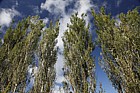 Populus alba 'Pyramidalis' Bolle's Poplar (?)