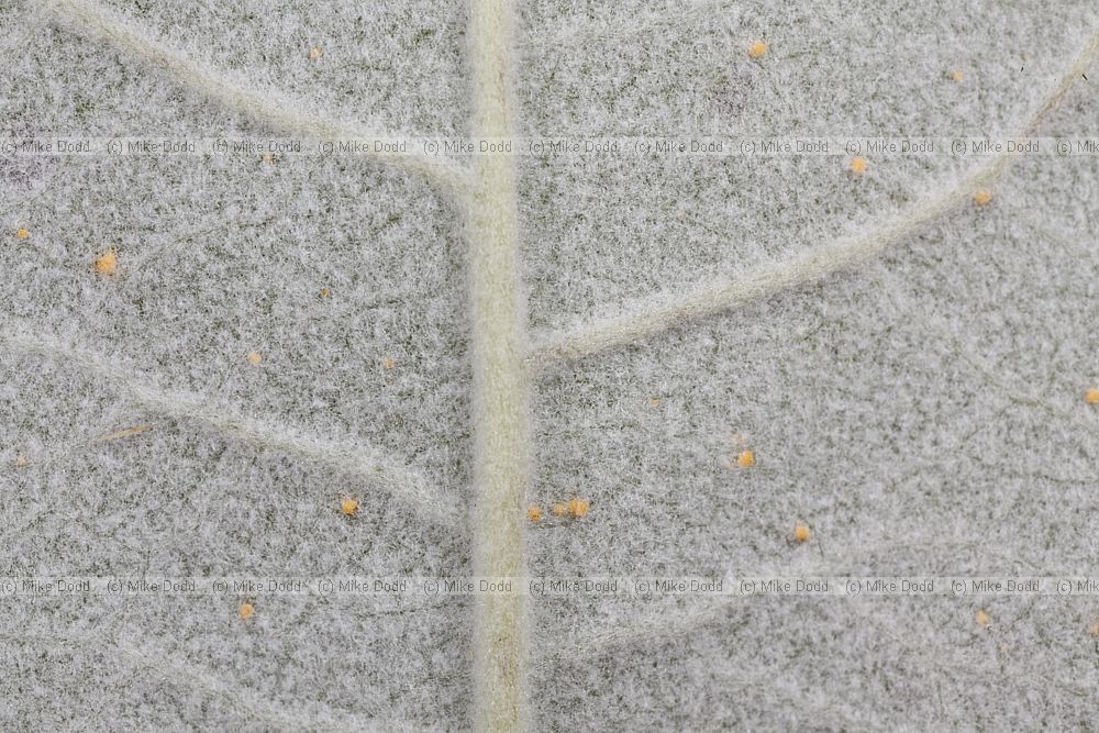 Populus canescens Grey Poplar