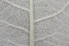 Populus canescens Grey Poplar