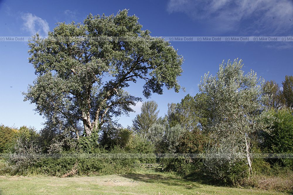 Populus canescens Grey Poplar