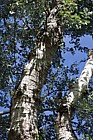 Populus canescens Grey Poplar