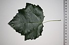 Populus canescens 'Macrophylla' Picart's Poplar (?)
