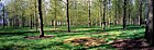 Willan poplar plantation Milton Keynes