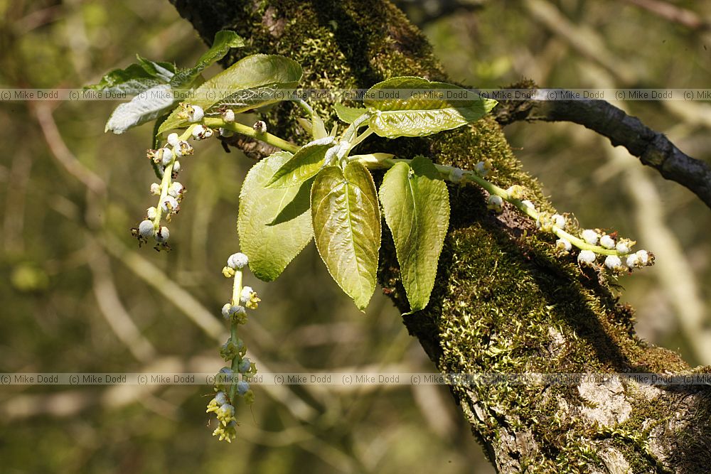 Populus lasiocarpa Chinese Necklace Poplar