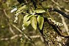 Populus lasiocarpa Chinese Necklace Poplar