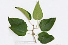 Populus lasiocarpa Chinese Necklace Poplar