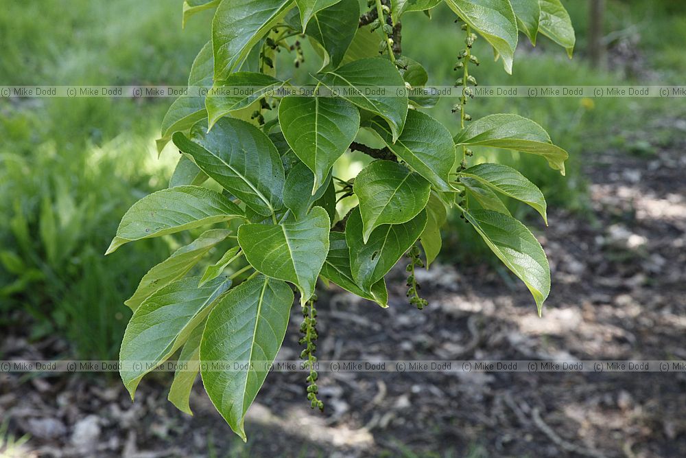 Populus maximowiczii