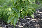 Populus maximowiczii