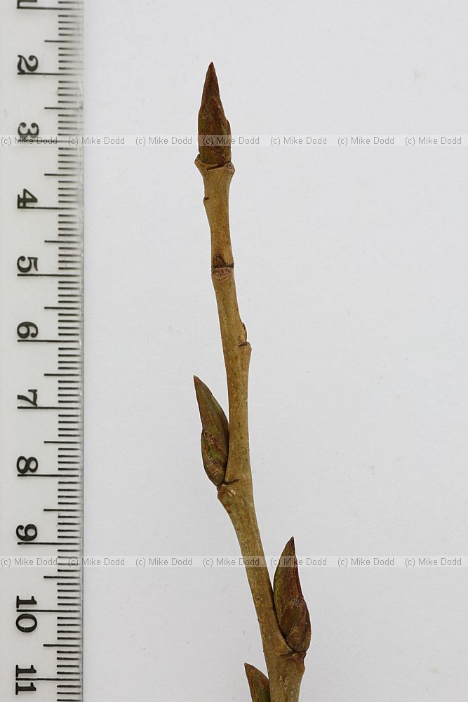 Populus nigra Black Poplar
