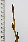 Populus nigra Black Poplar
