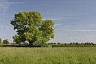 Populus nigra ssp betulifolia Black poplar