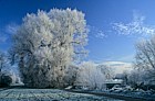 Populus nigra ssp betulifolia Black poplar
