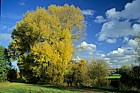 Populus nigra ssp betulifolia Black poplar