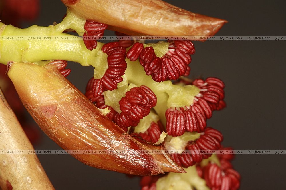 Populus nigra ssp betulifolia Black poplar flowers