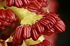 Populus nigra ssp betulifolia Black poplar flowers