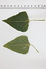 Populus nigra ssp. betulifolia Wild Black Poplar