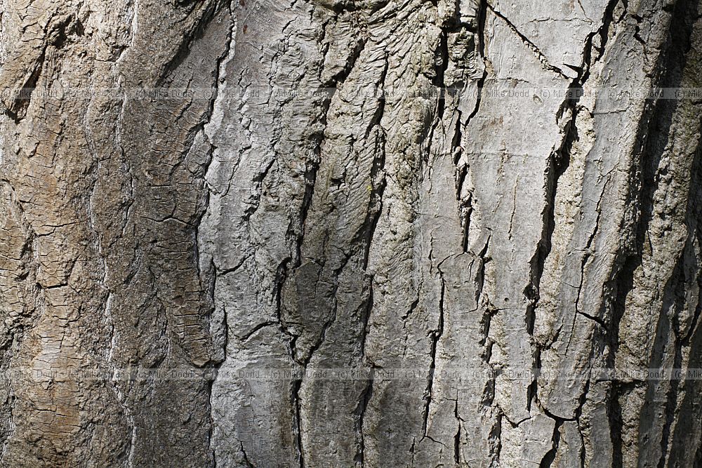 Populus simonii 'Fastigiata'