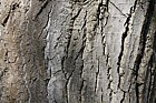 Populus simonii 'Fastigiata'