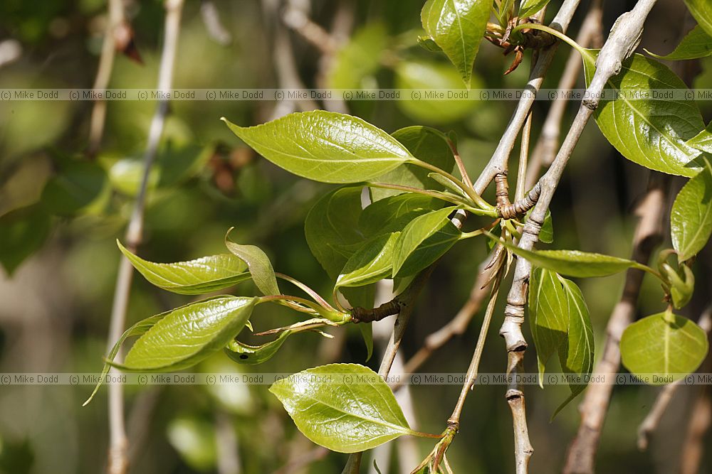 Populus simonii 'Fastigiata'