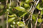 Populus simonii 'Fastigiata'
