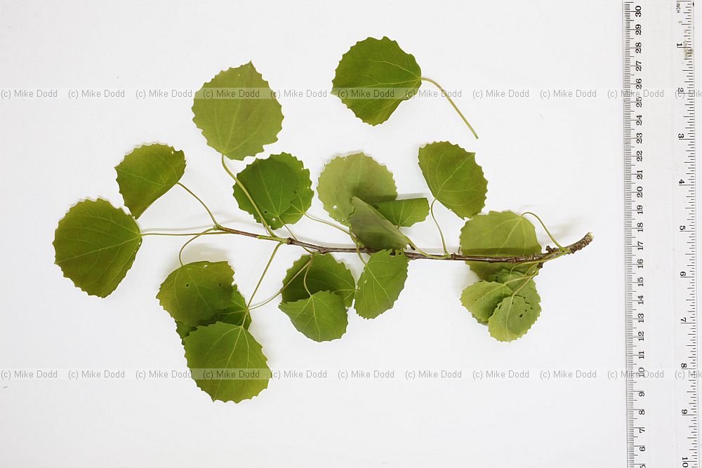 Populus tremula Aspen