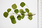 Populus tremula Aspen