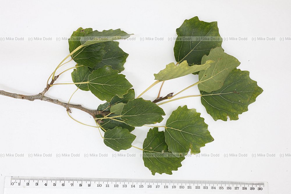 Populus tremula Aspen (?)