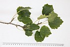 Populus tremula Aspen (?)