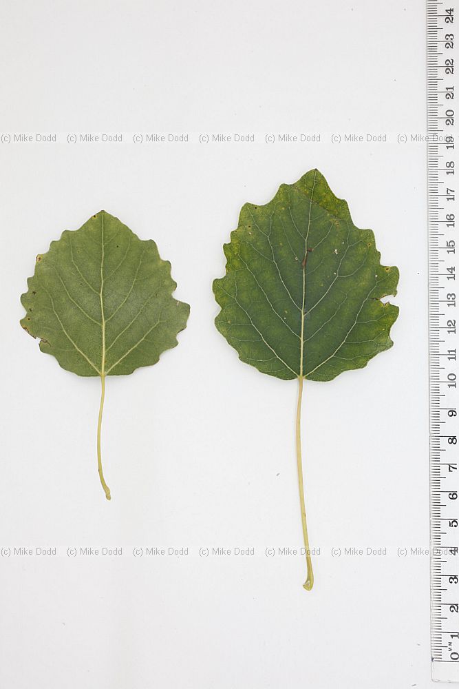 Populus tremula Aspen (?)