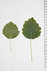 Populus tremula Aspen (?)