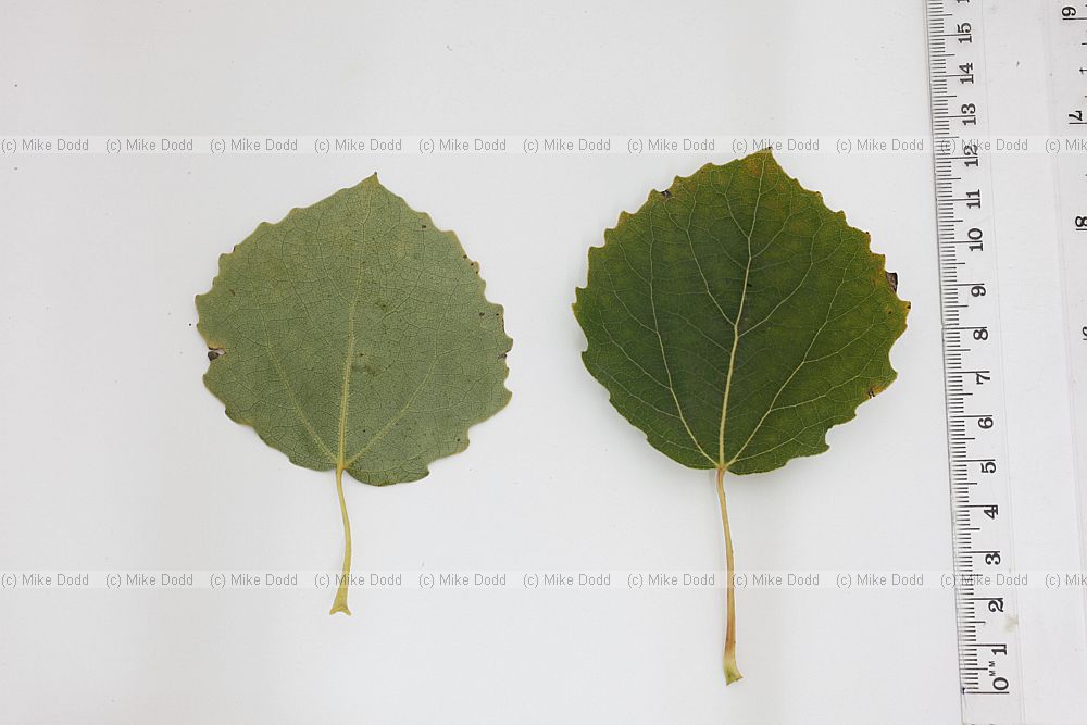 Populus tremula Aspen (probably a selected form)