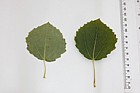 Populus tremula Aspen (probably a selected form)