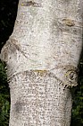 Populus tremula 'Pendula' showing graft onto rootstock possibly of grey poplar